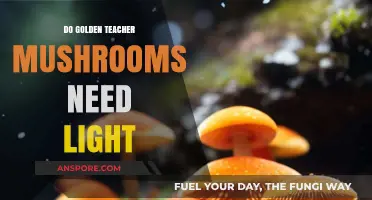 Do Golden Teacher Mushrooms Need Light to Thrive?