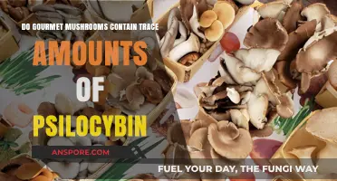 Gourmet Mushrooms and Psilocybin: Uncovering Trace Amounts in Edible Varieties
