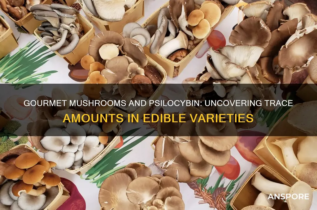 do gourmet mushrooms contain trace amounts of psilocybin