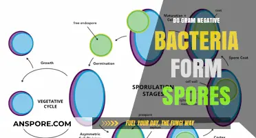 Do Gram-Negative Bacteria Form Spores? Unraveling the Survival Mechanisms