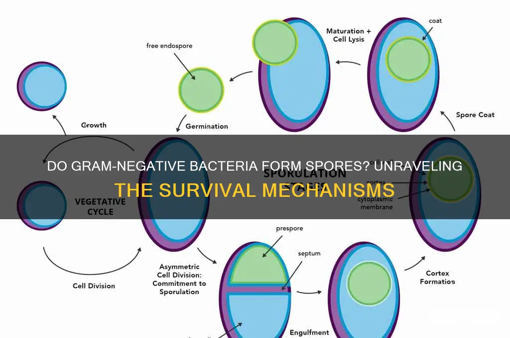 do gram negative bacteria form spores