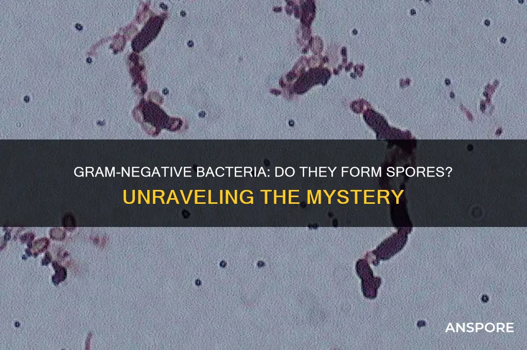 do gram negative for spores