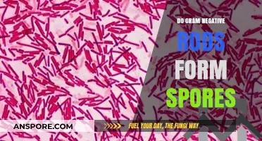 Do Gram-Negative Rods Form Spores? Unraveling Bacterial Survival Mechanisms