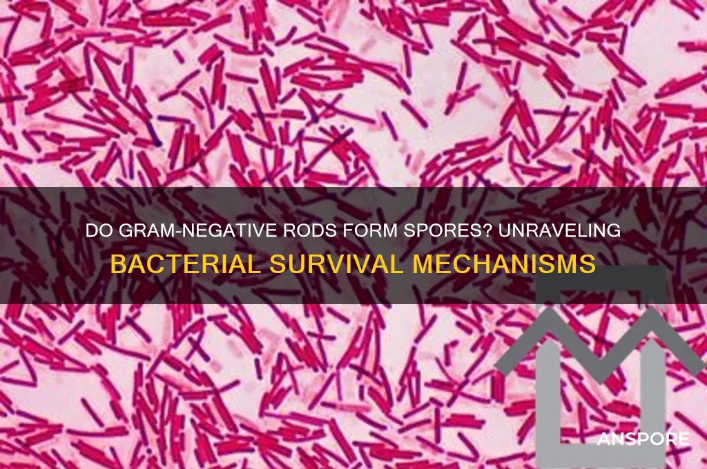 do gram negative rods form spores