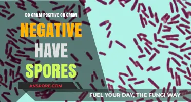 Gram-Positive vs. Gram-Negative: Which Bacteria Form Spores?