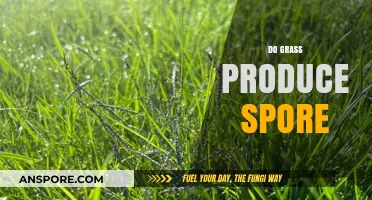 Do Grass Plants Produce Spores? Unraveling the Myth and Facts
