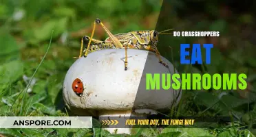 Do Grasshoppers Eat Mushrooms? Uncovering Their Dietary Habits