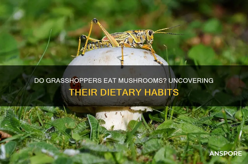 do grasshoppers eat mushrooms