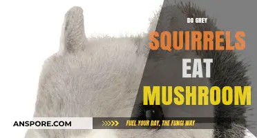 Do Grey Squirrels Eat Mushrooms? Exploring Their Dietary Habits