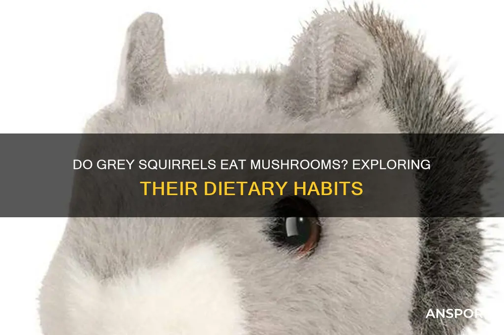 do grey squirrels eat mushrooms