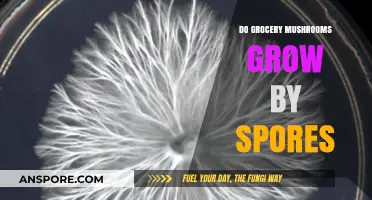 Do Grocery Mushrooms Grow by Spores? Unveiling the Fungal Truth