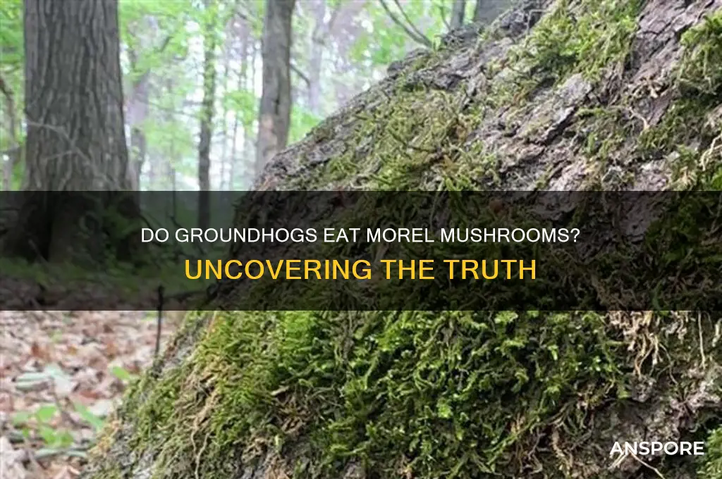 do groundhogs eat morel mushrooms