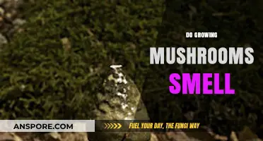 Do Growing Mushrooms Smell? Uncovering the Truth About Fungal Aromas