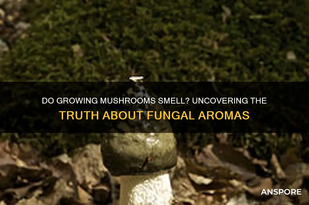 do growing mushrooms smell