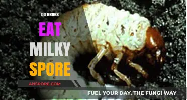 Do Grubs Eat Milky Spore? Unraveling the Myth and Facts