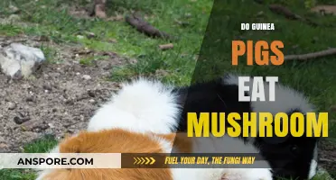 Can Guinea Pigs Safely Eat Mushrooms? A Complete Dietary Guide