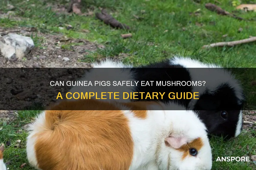 do guinea pigs eat mushrooms