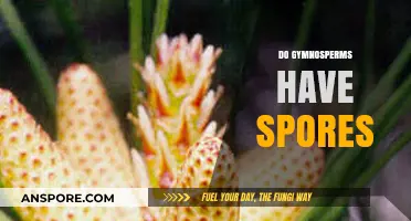 Do Gymnosperms Produce Spores? Unraveling Their Unique Reproduction Methods