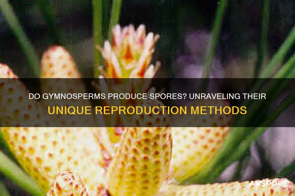 do gymnosperms have spores