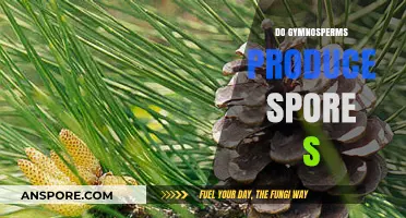 Do Gymnosperms Produce Spores? Unveiling Their Unique Reproductive Process