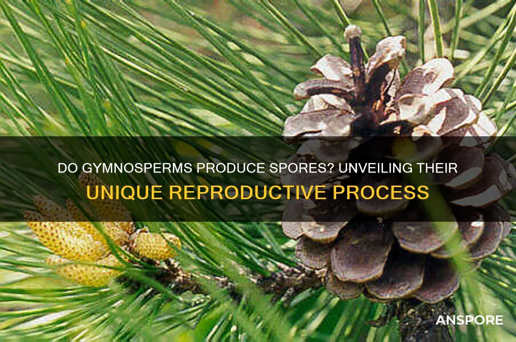 do gymnosperms produce spore s