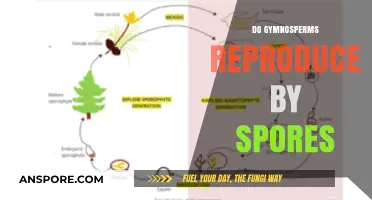 Gymnosperm Reproduction: Do They Really Reproduce by Spores?