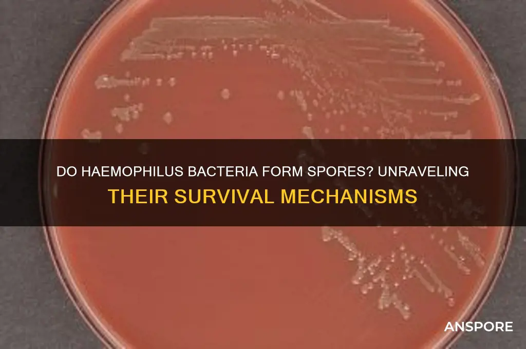 do haemophilus form spores