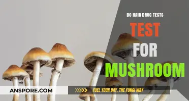 Do Hair Drug Tests Detect Mushrooms? The Truth Revealed