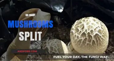 How Hairy Mushrooms Split: An In-depth Guide