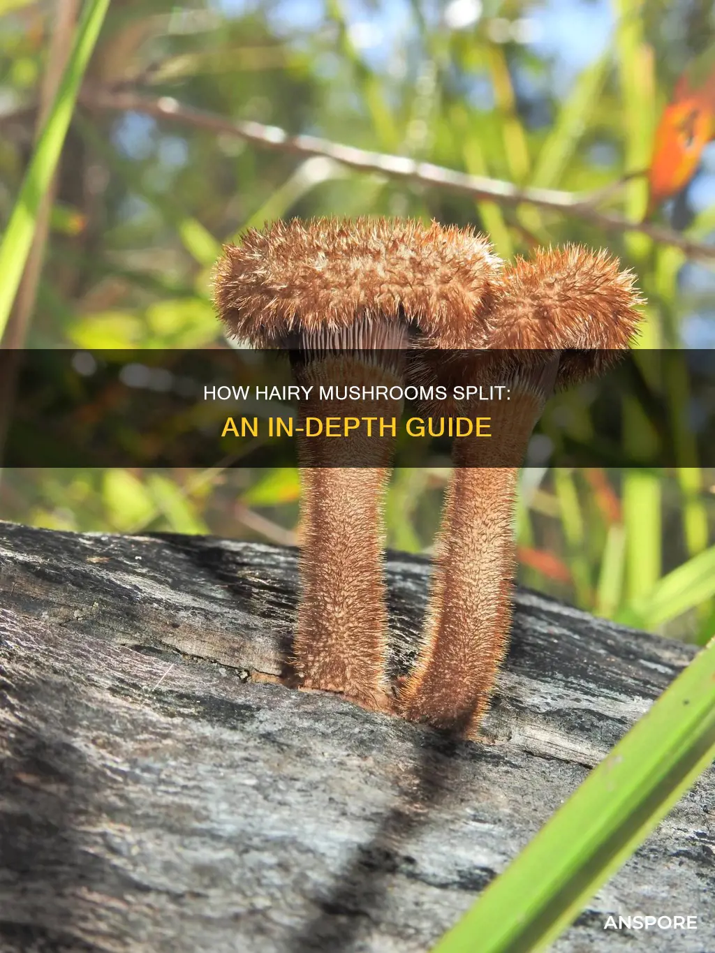 do hairy mushrooms split