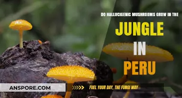 Exploring Peru's Jungles: Do Hallucinogenic Mushrooms Thrive There?
