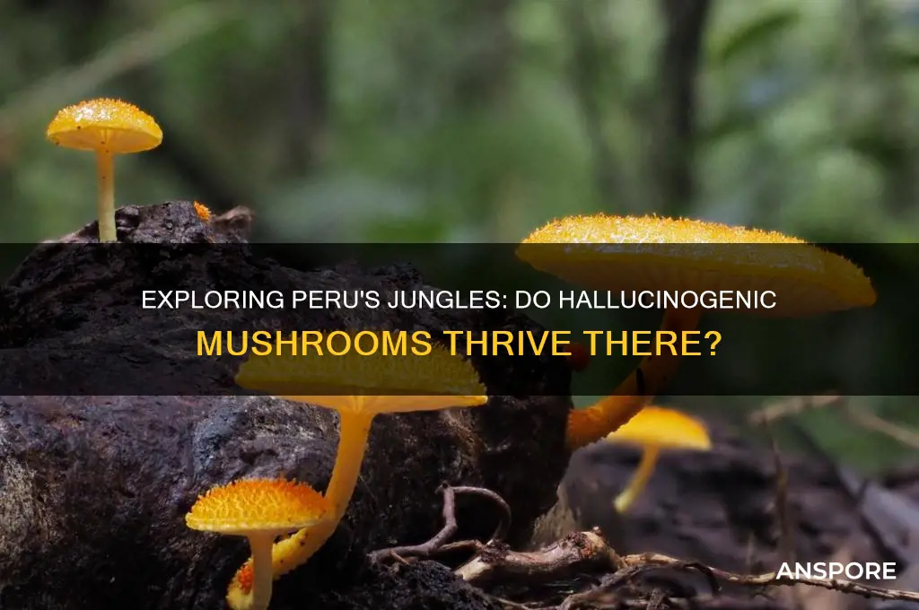 do hallucigenic mushrooms grow in the jungle in peru