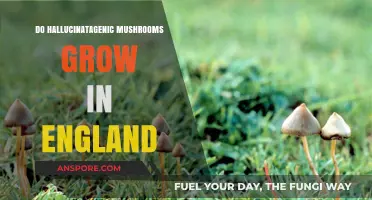 Exploring England's Forests: Do Hallucinogenic Mushrooms Grow Here?