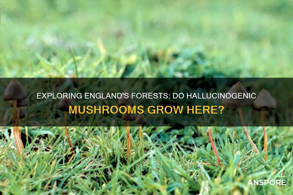 do hallucinatagenic mushrooms grow in england