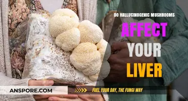 Hallucinogenic Mushrooms and Liver Health: Potential Risks Explored