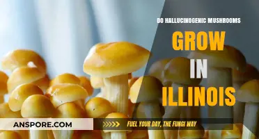 Exploring Illinois: Do Hallucinogenic Mushrooms Grow in the Prairie State?