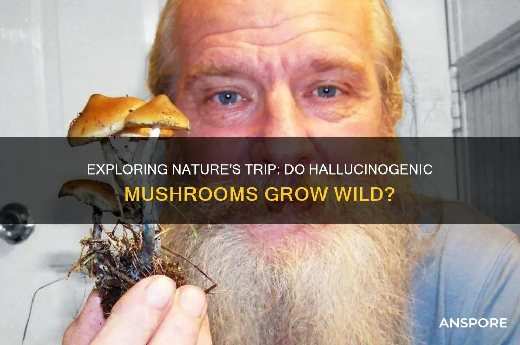 do hallucinogenic mushrooms grow wild