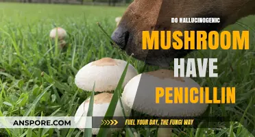 Magic Mushrooms and Penicillin: What's the Link?