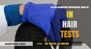 Do Hallucinogenic Mushrooms Appear in Hair Follicle Drug Tests?