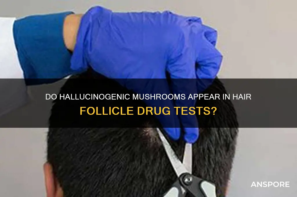 do hallucinogenic mushrooms show up in hair tests