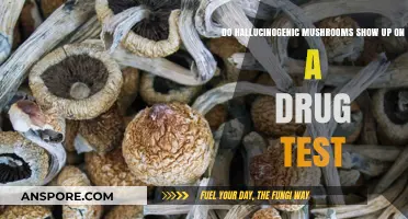 Do Hallucinogenic Mushrooms Appear on Standard Drug Tests?
