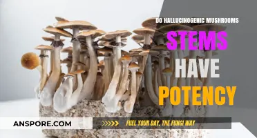 Do Hallucinogenic Mushroom Stems Retain Potency? A Comprehensive Analysis