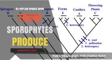 Do Haploid Spores from Sporophytes Grow into New Plants?