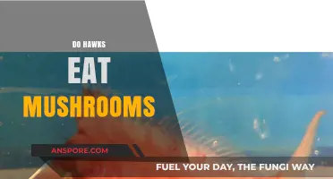 Do Hawks Eat Mushrooms? Exploring Raptors' Dietary Habits and Myths