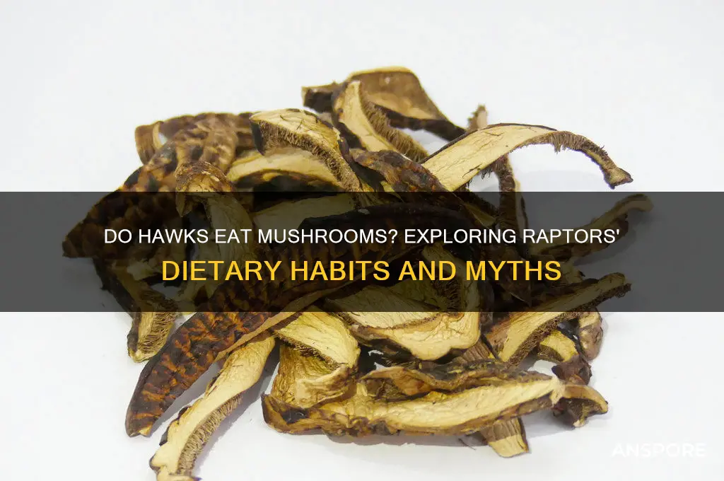 do hawks eat mushrooms
