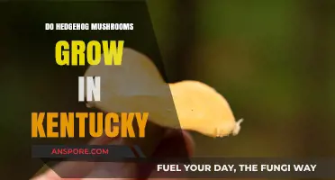 Hedgehog Mushrooms in Kentucky: Habitat, Growth, and Foraging Tips