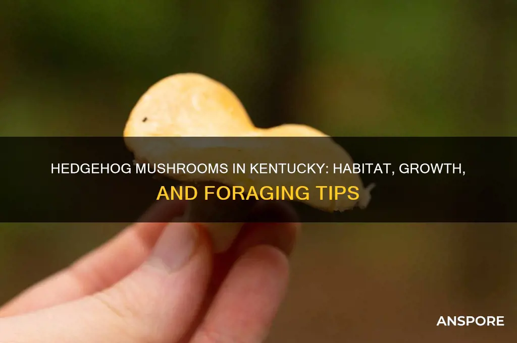 do hedgehog mushrooms grow in kentucky
