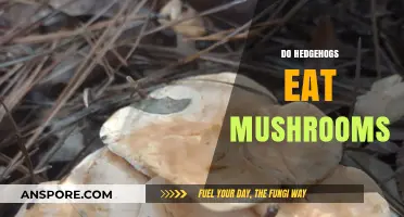 Do Hedgehogs Eat Mushrooms? Exploring Their Diet and Safety Tips