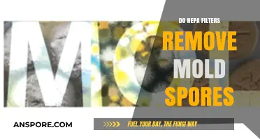 Do HEPA Filters Effectively Remove Mold Spores from Indoor Air?