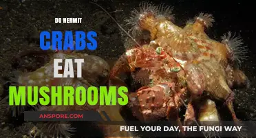 Do Hermit Crabs Eat Mushrooms? Exploring Their Dietary Habits